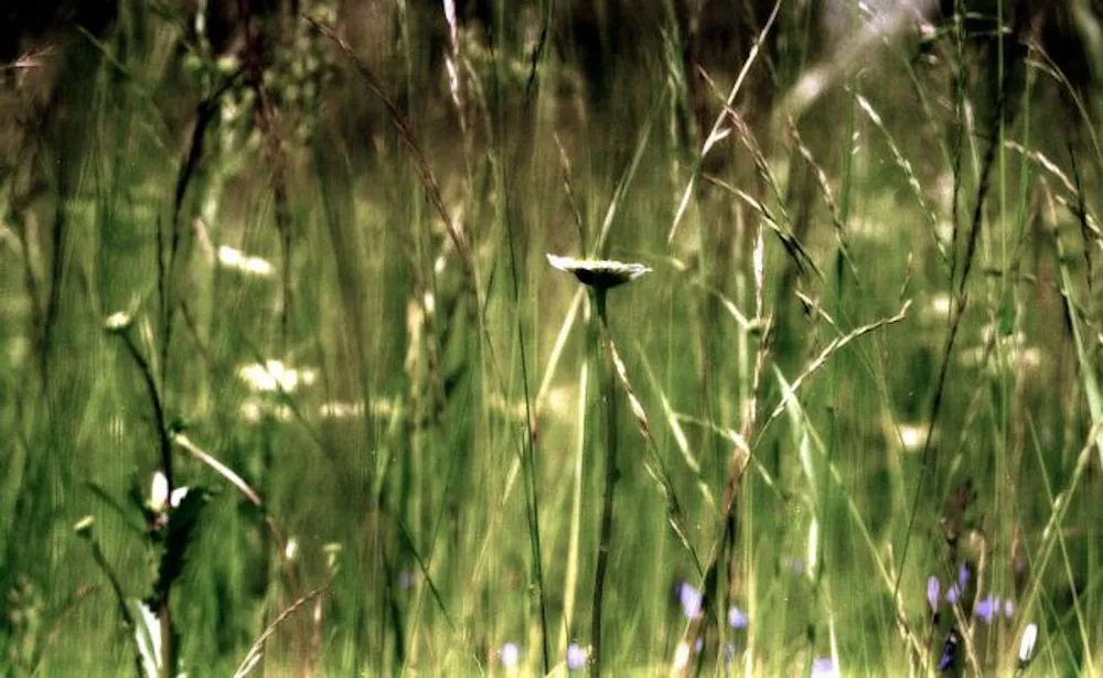 wpid253-20070325180948_image022