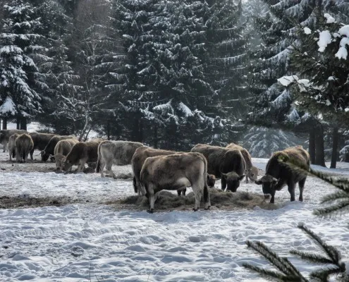 In Spechtsbrunn am Kuhwald