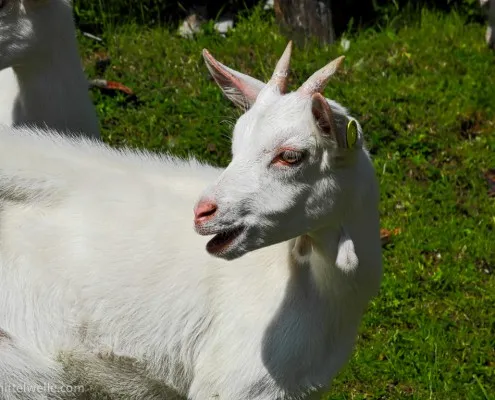 ziege im ultental