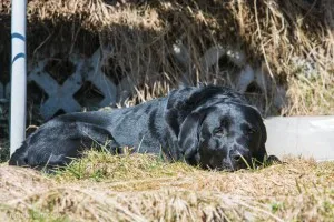 Labrador in der Sonne