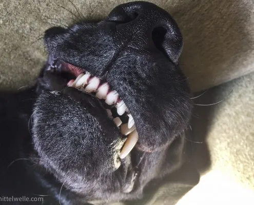 Labrador zeigt Zähne