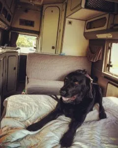 Labrador im Wohnmobil VW LT Florida