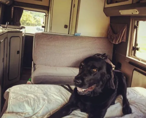 Labrador im Wohnmobil VW LT Florida