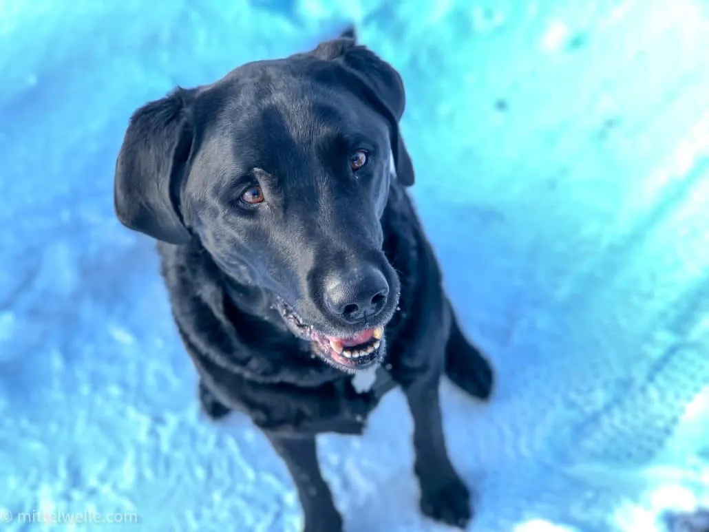 Labrador im Schnee