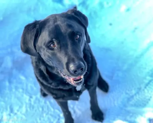 Labrador im Schnee
